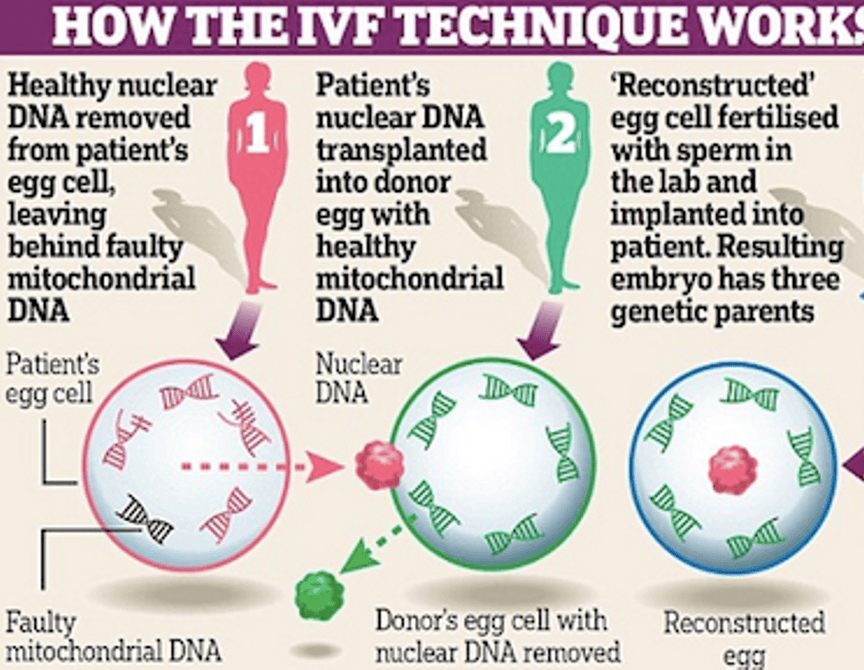 invitro-fertilization